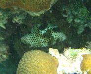 Spotted Trunkfish