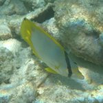 Spotfin Butterflyfish