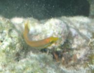 Yellowhead Wrasse, Immature