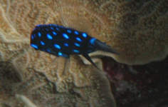 Immature Bicolor Damselfish
