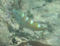 Puddingwife