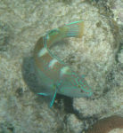 Puddingwife