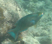 Queen Parrotfish