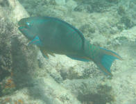 Queen Parrotfish