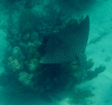 Spotted Eagle Ray