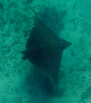 Spotted Eagle Ray