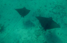 Spotted Eagle Ray