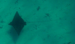 Spotted Eagle Ray