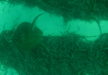 Southern Sting Ray