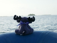 Blue Moose on way to Bird Island