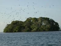 Bird Island