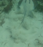 Southern Stingray