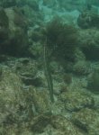 Trumpetfish