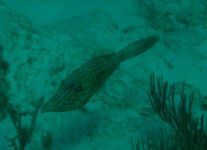 Scrawled Filefish