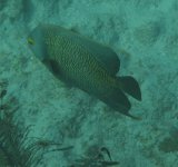 French Angelfish