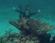 Ian, Elkhorn Coral