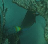 Stoplight Parrotfish