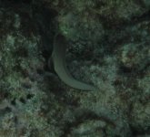 Redlipped Blenny