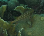 Dusky Squirrelfish