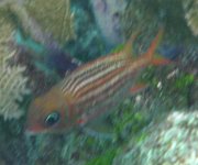 Dusky Squirrelfish