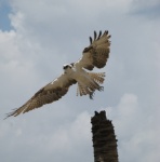 Osprey