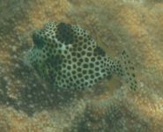 Spotted Trunkfish