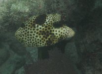 Spotted Trunkfish