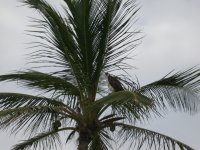 Osprey at Queen Cays