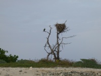 Osprey Nest at Queen Cays