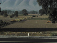 Horse in plowed field