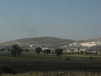 Horse plowing field