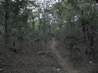 Coffee Plantation