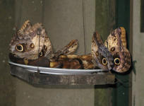 Owl Butterfly