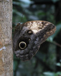 Owl Butterfly