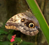 Owl Butterfly