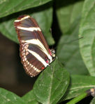 Butterfly Zebra