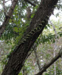 Vines on tree