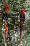 Macaws