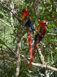 Macaws