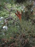 Epiphyte