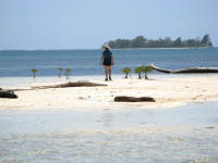 Dona by new mangroves at NE Sapodilla