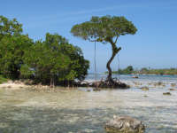 Crooked tree at Franks Cay