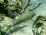 Blue Striped Grunt