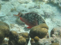 Stoplight Parrotfish