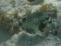 Smooth Trunkfish