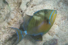 Smooth Trunkfish