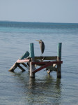 Heron, Southwater Cay