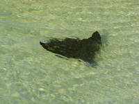 Spotted Eagle Ray, Southwater Cay