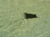 Spotted Eagle Ray, Southwater Cay