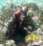 Coral